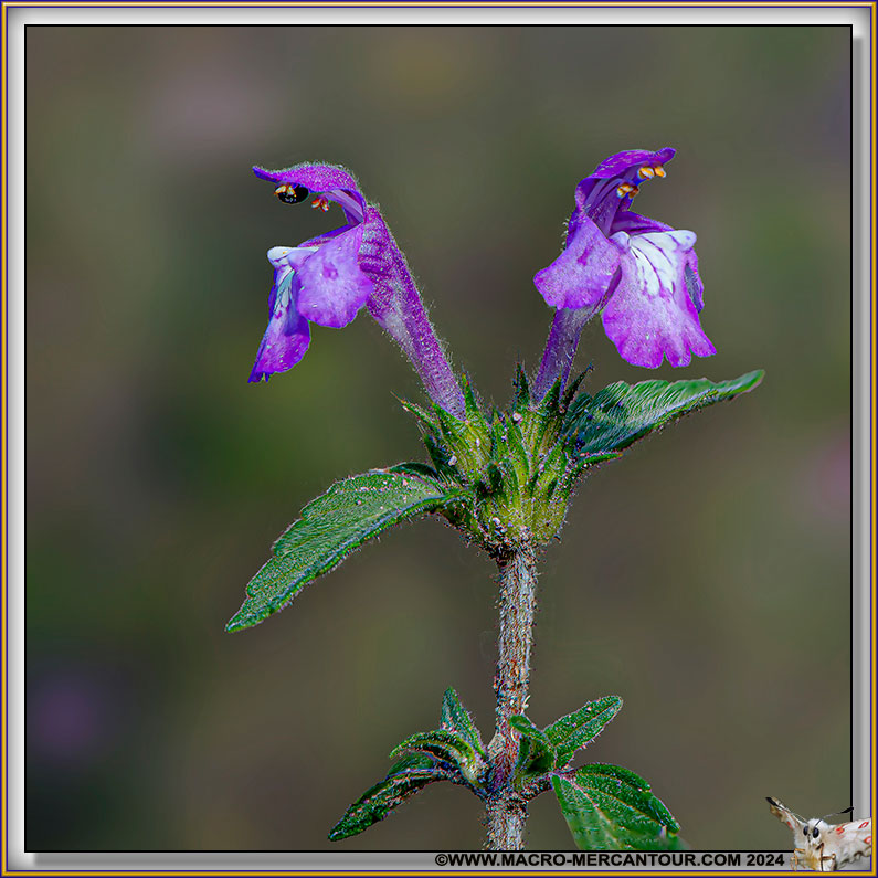 Galeopsis 